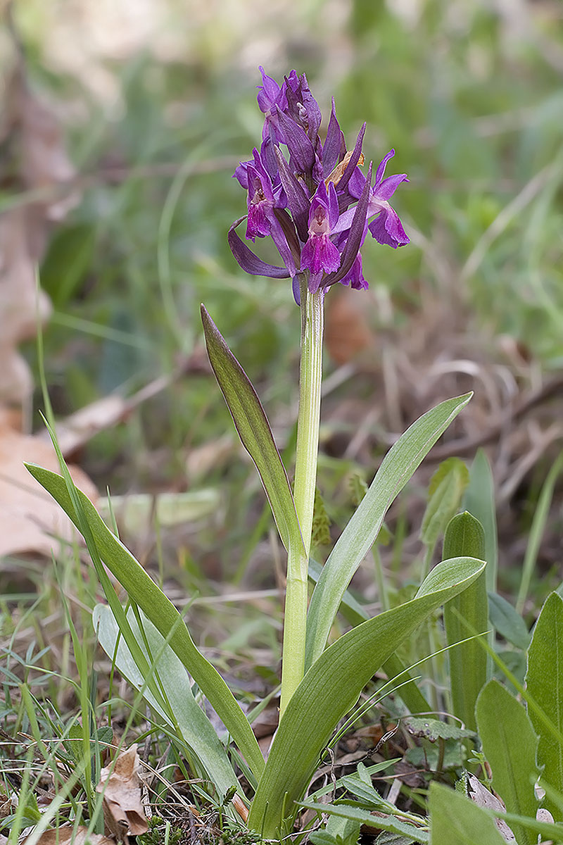 da determinare 4 (Dactylorhiza sambucina)